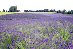 Lavender Fields